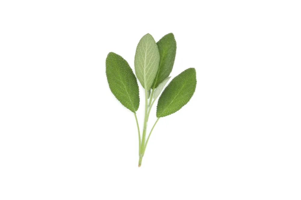 Sage Powder