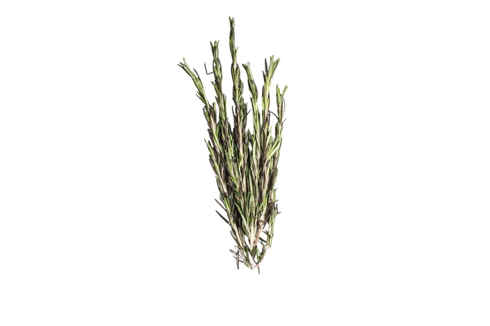 Tarragon